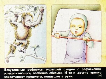 Безусловные рефлексы млекопитающих