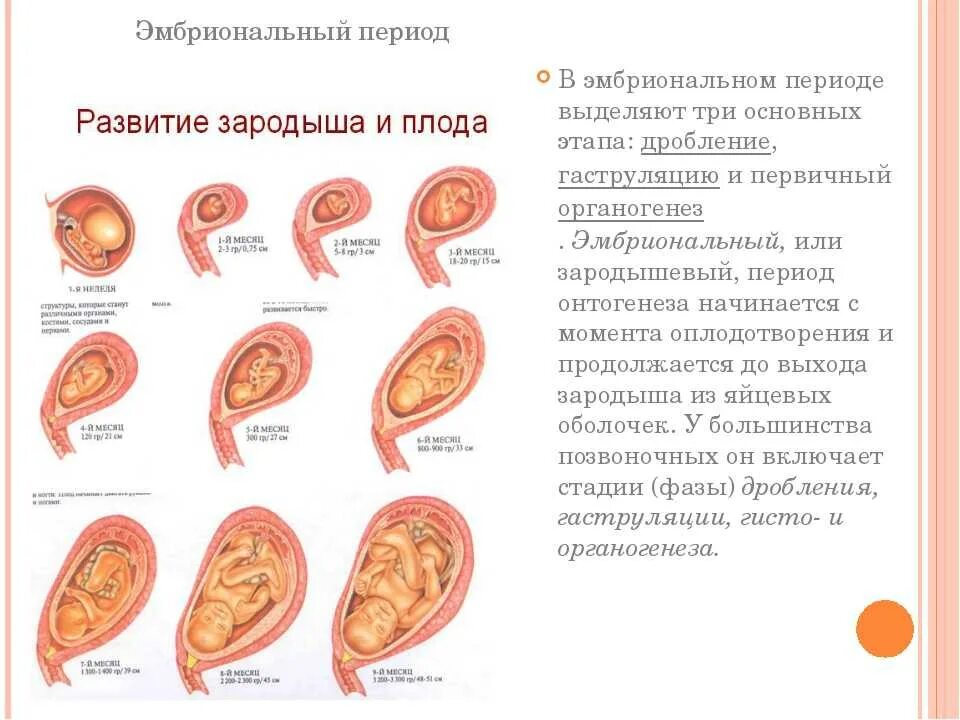 6 беременность 4 роды