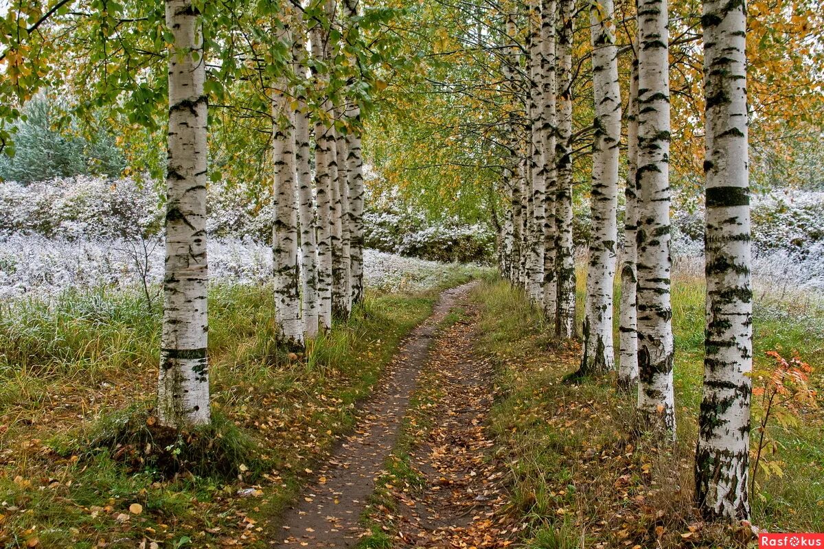 Скачать обои дорога, осень, берёзы, раздел природа в разрешении 1920x1200