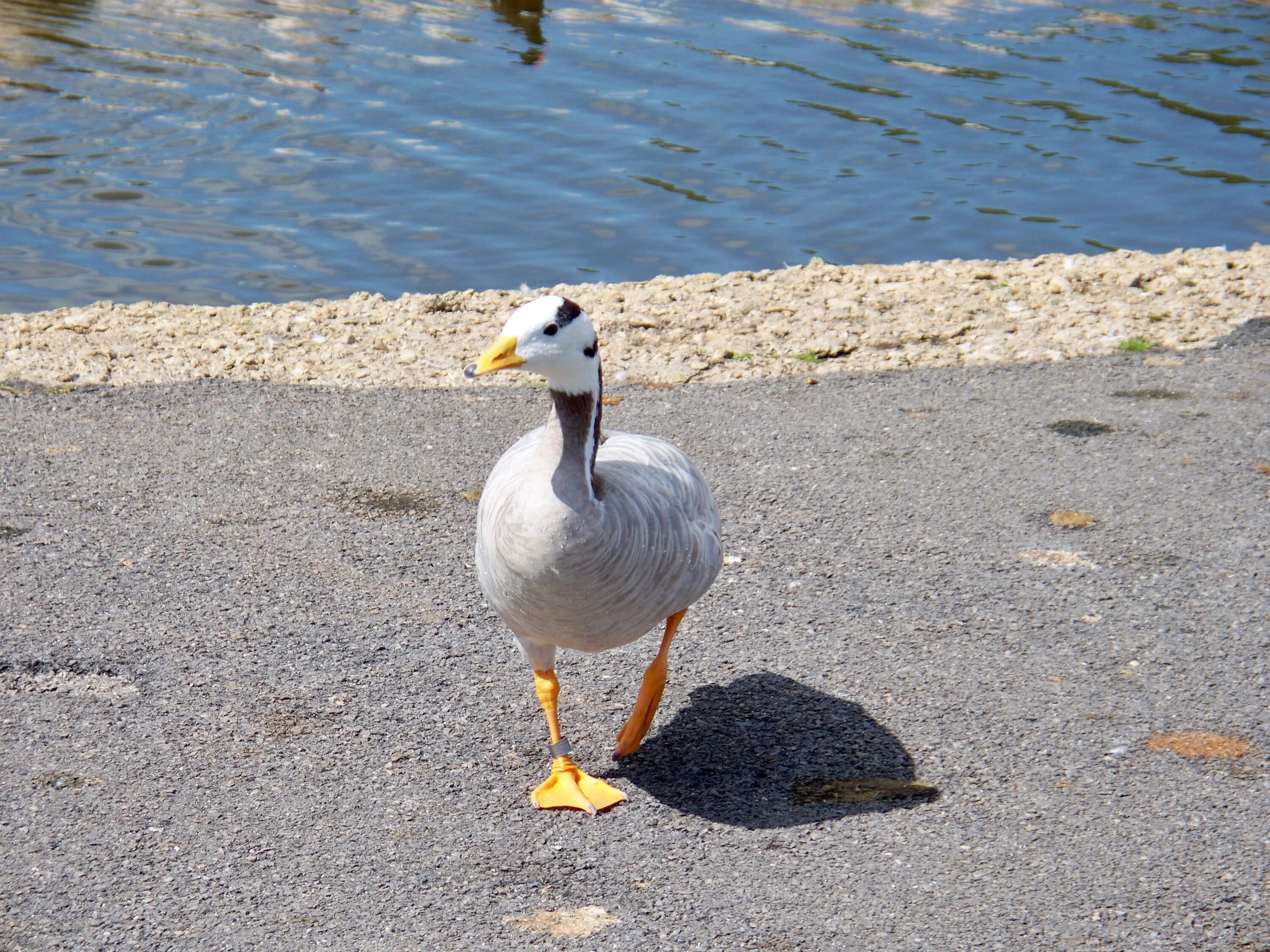 Duck up