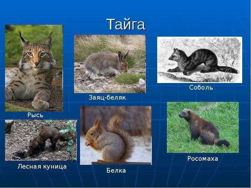Рысь и куница