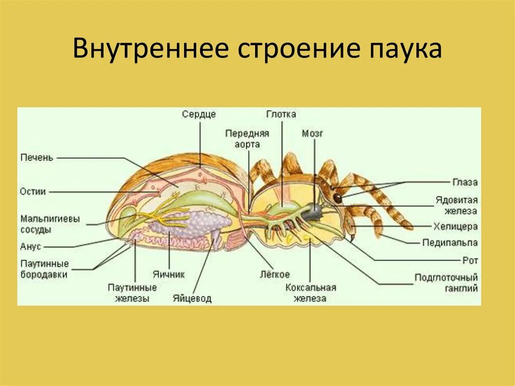 Класс паукообразные отряды. Строение выделительной системы паука. Система органов паукообразных 8 класс. Паукообразные 7 класс биология строение паука. Строение нервная система паукообразных 7 класс биология.