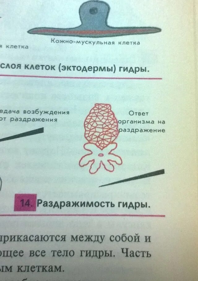 Клетки гидры. Кожно мускульные клетки гидры функции. Мускульные клетки гидры. Кожно мускульные клетки гидры обладают.