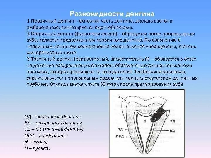 Дентин зуба образуется из. Дентин зуба образуется из