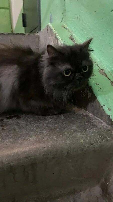 Кошкин дом ревда. Кот мавританец. День кошек в библиотеке. Ревда инфо кошкин дом. Приют кошкин дом.