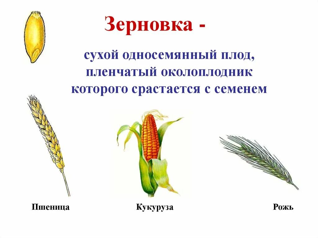 Пленчатый околоплодник. Зерновка односемянный плод. Плод кукурузы Зерновка. Сухой плод Зерновка. Сухие односемянные Зерновка.