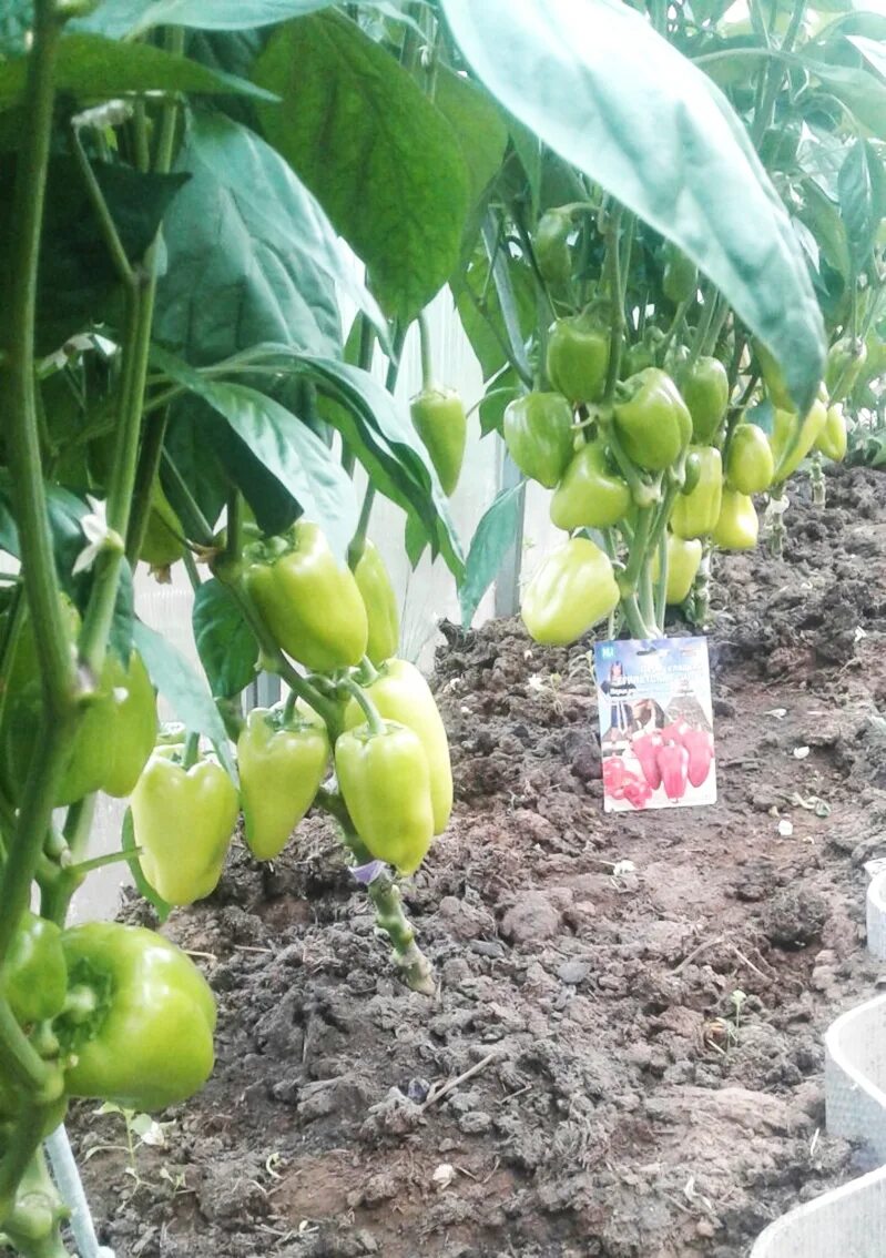 Сорт перца египетская сила. Перец египетская сила уральский дачник. Перец египетская сила уральский дачник. Семена томатов которые хранятся до декабря. Перец биф сибиряк сибирский сад.