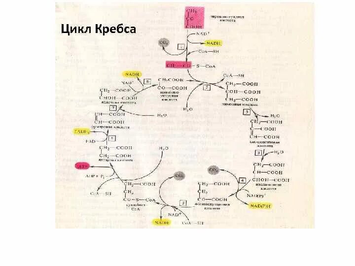 Цикл кребса какой этап. Цикл кребса какой этап