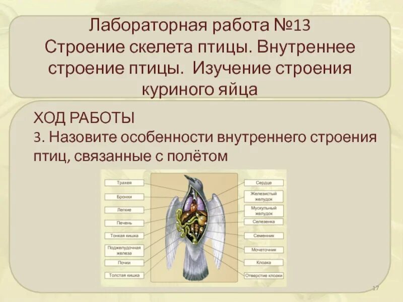 Изучение строения скелета птицы таблица. Изучение строения яйца птицы лабораторная работа. Внутреннее строение птиц. Лабораторная работа изучение строения скелета птицы. Особенности строения скелета в жизни птицы