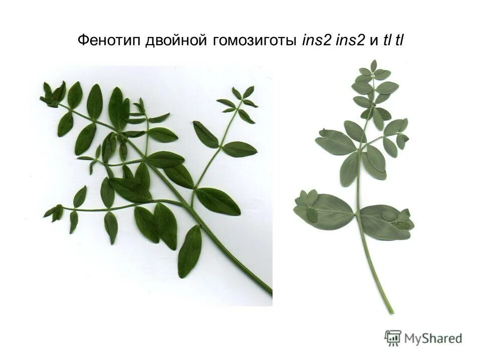 Gfp green fluorescent protein экспрессия у растения. Фенотипы белого клевера. Фенотипы клевера. Фены белого клевера. Фенотип цветка.