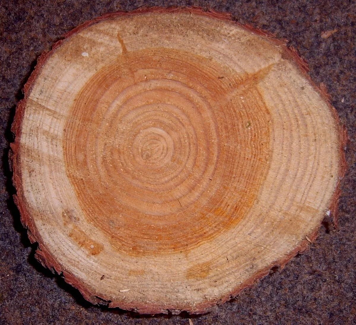 Срез древесины у кедра. Заболонь древесины это. Деревянный срез. Круглый спил дерева. Сибирский кедр древесина.