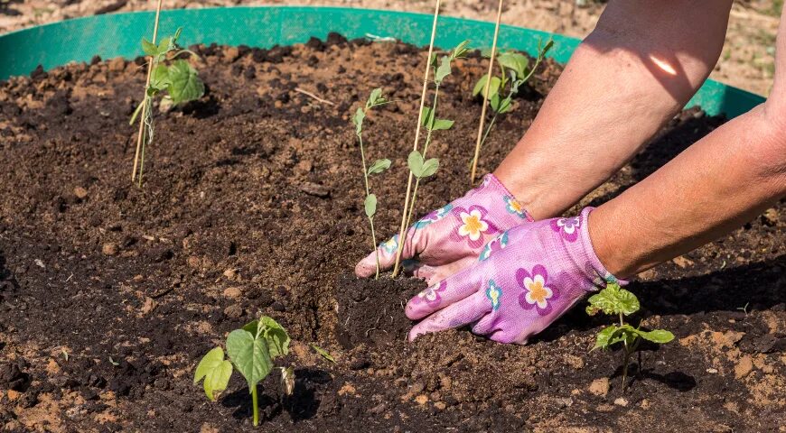 Душистый горошек рассада. Пикировка душистого горошка. Всходы душистого горошка. Пикирование рассады душистого горошка. Когда сажать горох на рассаду