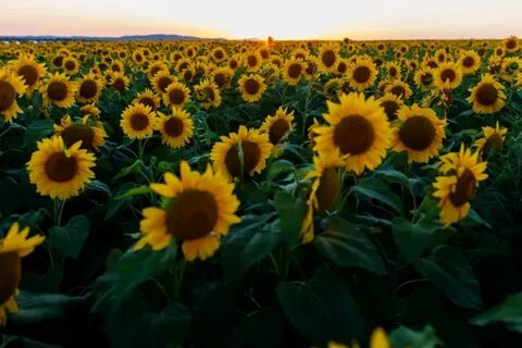 Подсолнух против нефора