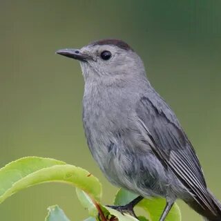 Gray bird