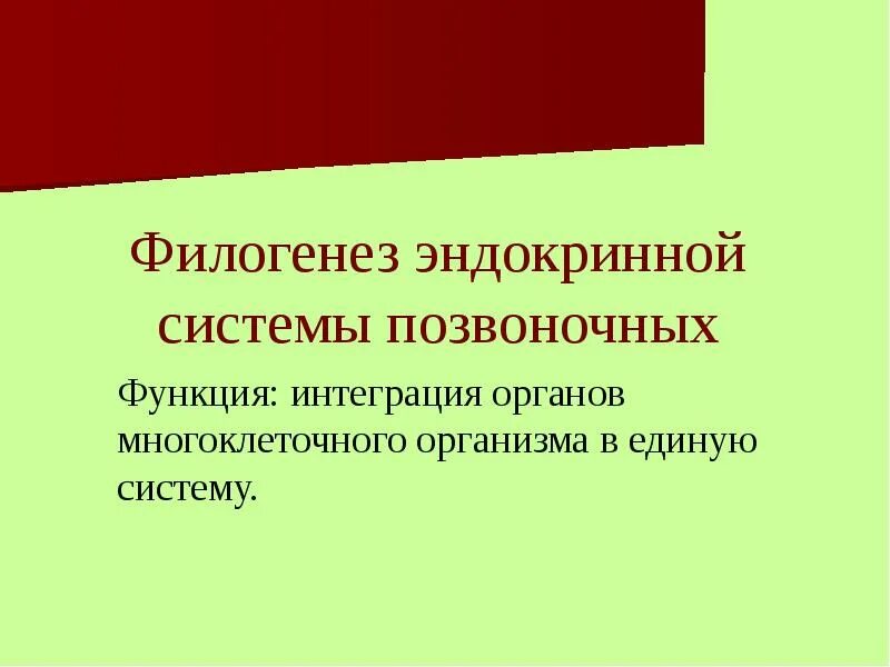 Филогенез органов. Филогенез эндокринной системы. Эволюция эндокринной системы животных. Филогенез эндокринной системы у позвоночных животных. Филогенез эндокринной системы хордовых.