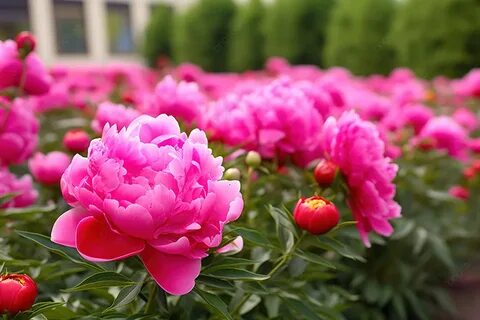 Мен оған көп сперматозоидты құйдым