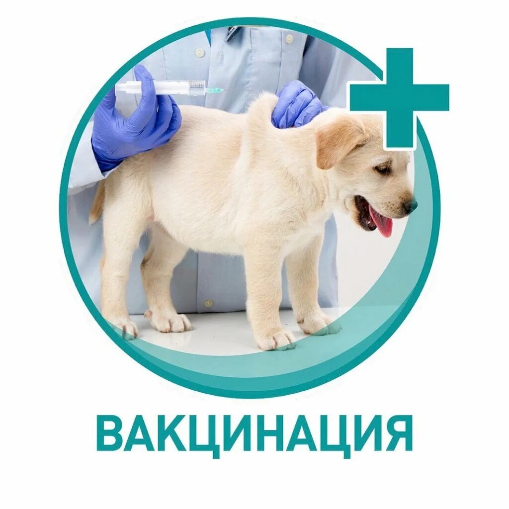 Иммунизация животных. Вакцинация животных. вакцинация собак и кошек. вакцинация против бешенства животных. домашние животные вакцинация.