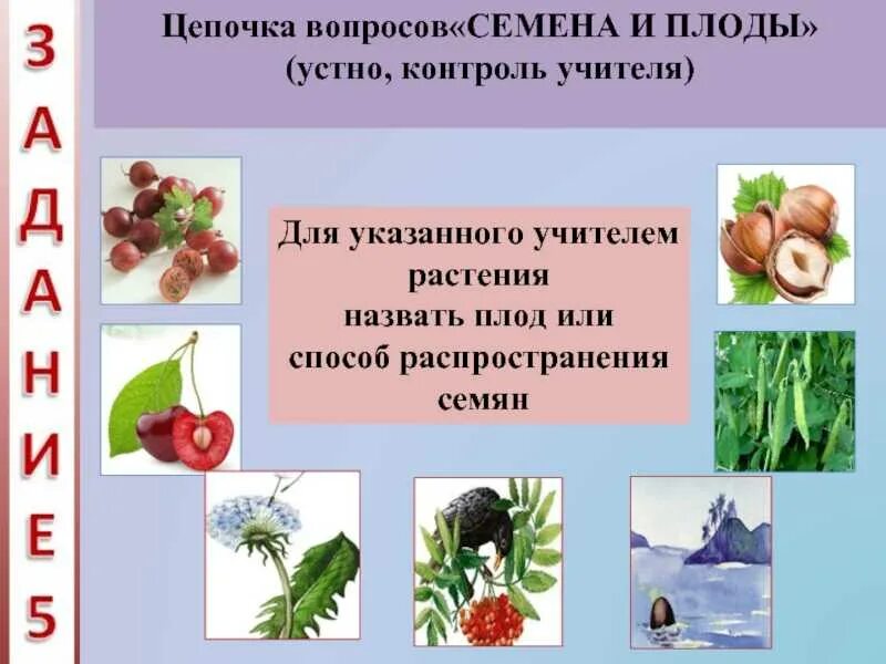 Лабораторная работа способы распространения плодов и семян. Распространение плодов и семян. строение плодов и способы распространения. биология распространение плодов и семян. способы распространения семян.