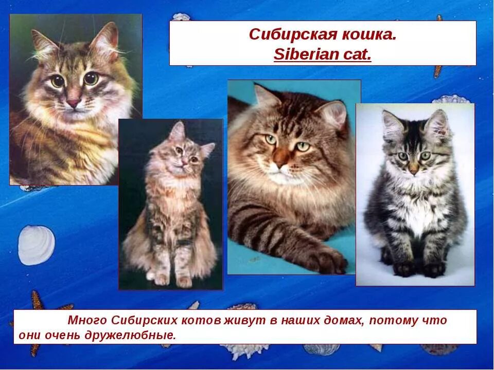 У любы живет кот