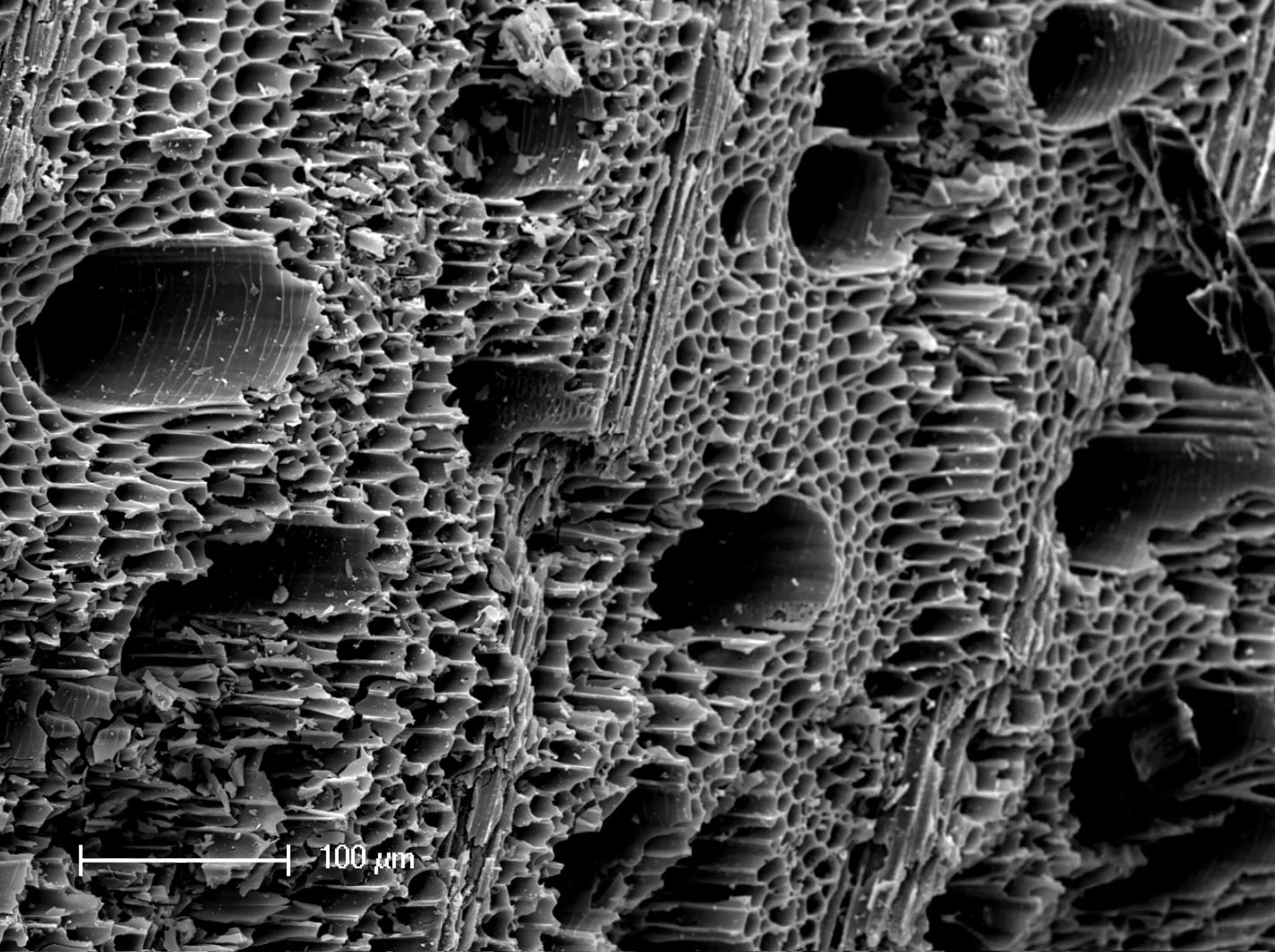 Активированный уголь микрофотография. Электронная микроскопия Титан. Шванновские клетки электронный микроскоп. Scanning Electron microscopy уголь.