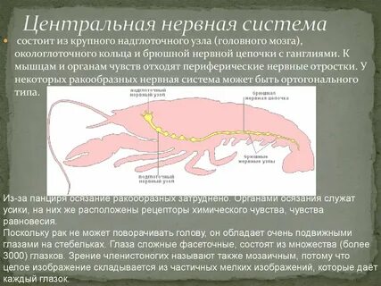 Нервная система представленная брюшной нервной цепочкой