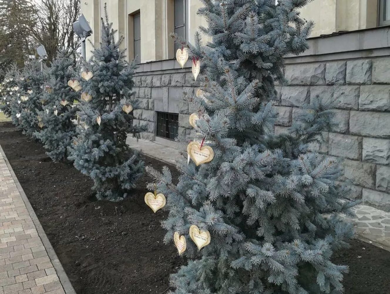 Голубая ель для дома. Ель глаука пендула. Ель колючая хупси. Ель глаука прокумбенс. Ель обыкновенная хупси.