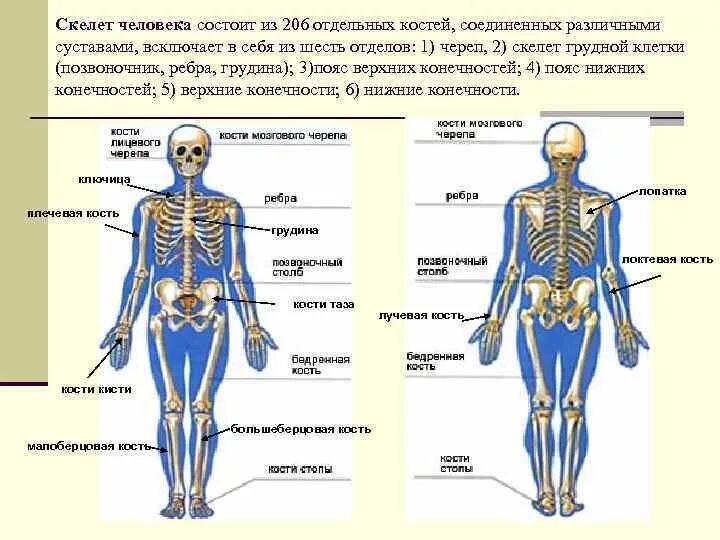 Строение человека кости и суставы. Скелет человека с названием костей. Название костей и суставов человека. Основные части скелета человека.