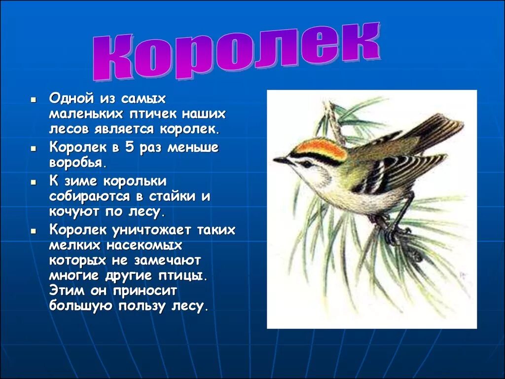 Сообщение о птицах. Доклад про птиц. Доклад про птиц маленький. Маленький рассказ о птицах.