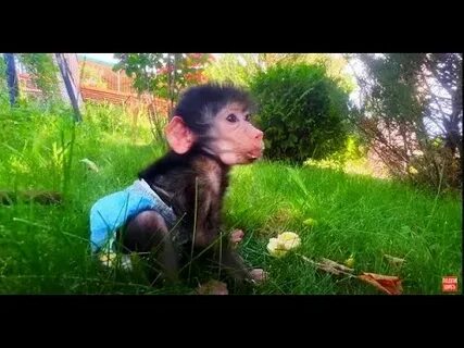 Парк тайган обезьяна люся видео