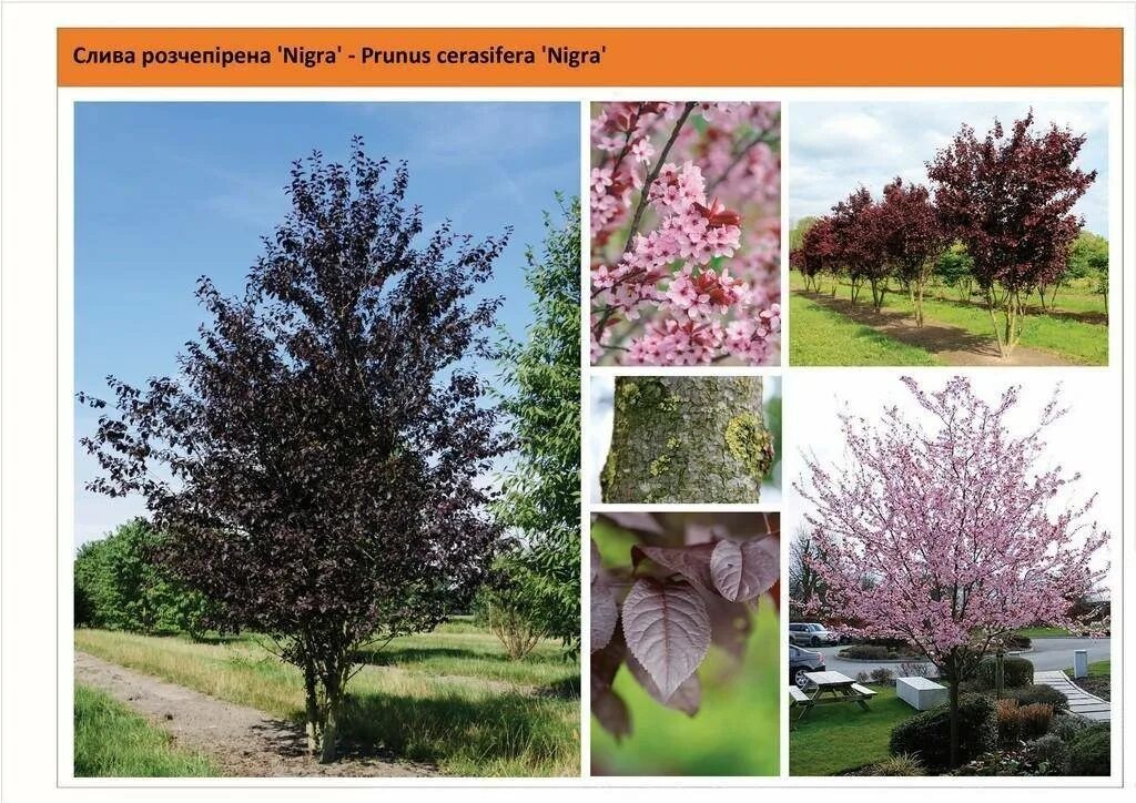 Слива нигра описание. Слива растопыренная nigra. Prunus cerasifera 'nigra'. Слива растопыренная алыча. Алыча растопыренная Нигра.