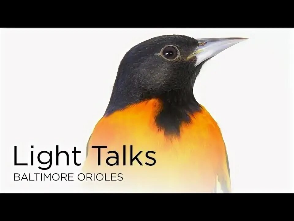 Light talks