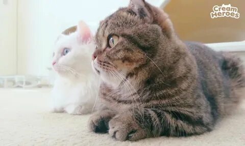 Кошка лала