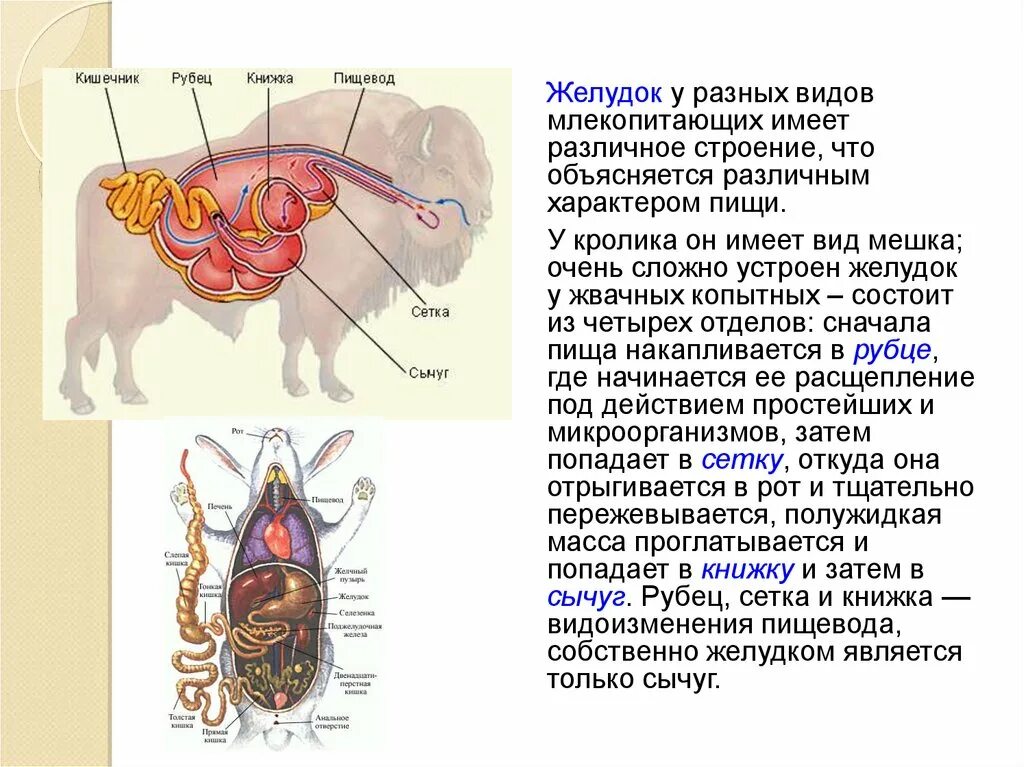 Строение 4х камерного желудка жвачных. Пищеварительная система млекопитающих жвачных животных. Отделы кишечника млекопитающих. Строение сложного желудка у млекопитающих. Наличие диафрагмы у млекопитающих