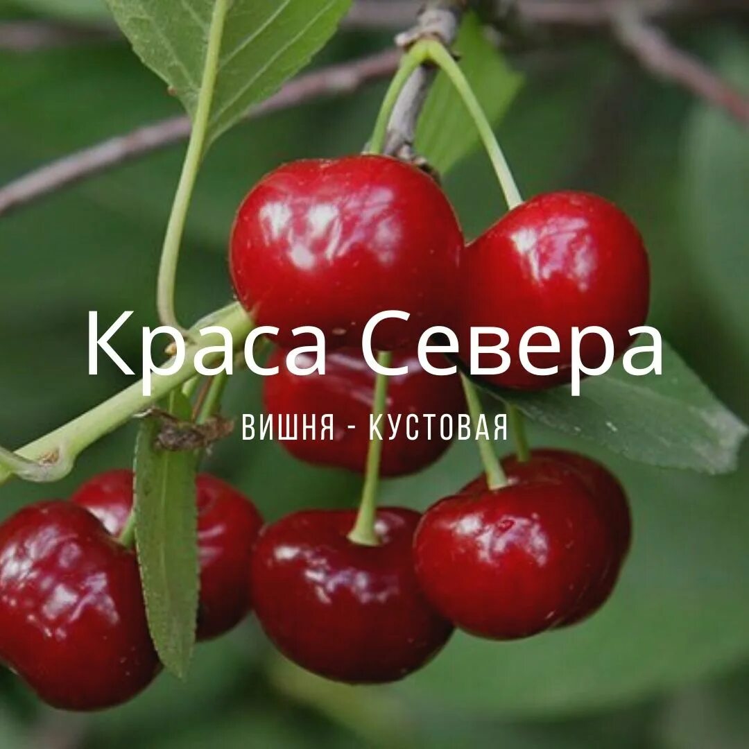 Дюк краса. Черевишня Дюк Краса севера. Вишня Дюк Краса севера описание. Сорт вишни Краса севера. Черешня Краса севера.