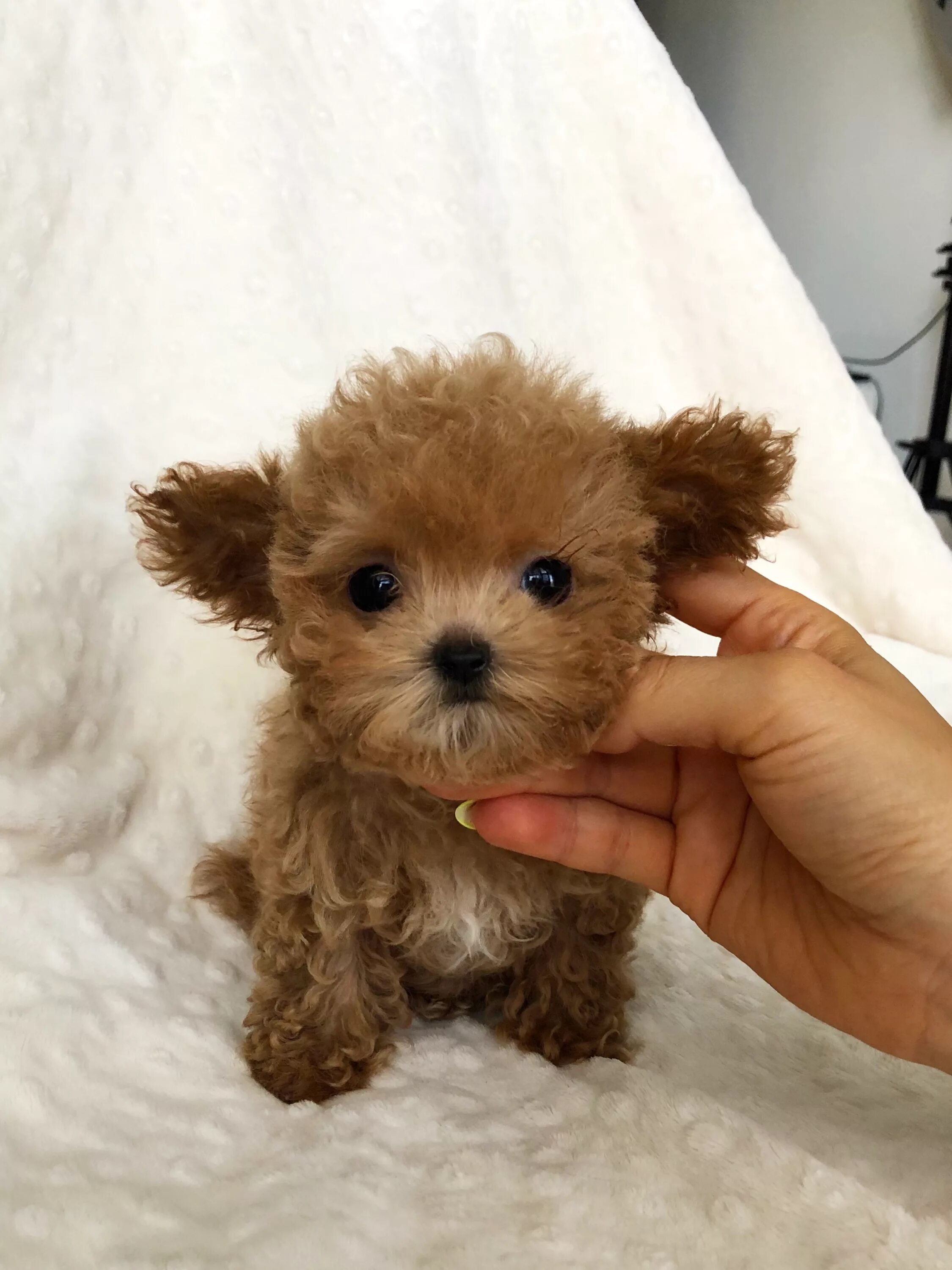 Maltipoo Puppy 4 Sale Maltepoo Maltese Poodle Puppies Iowa Maltipoo puppy, Malte