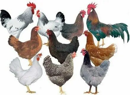 Гибриды пород кур