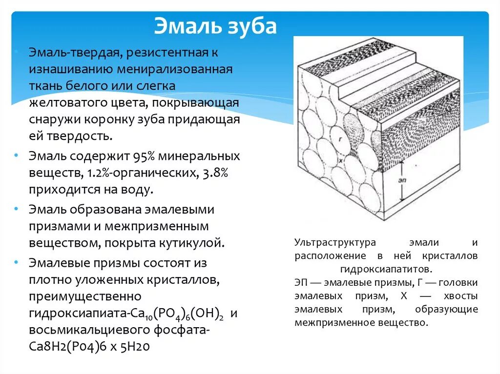 Особенность строения эмали какую функцию она выполняет