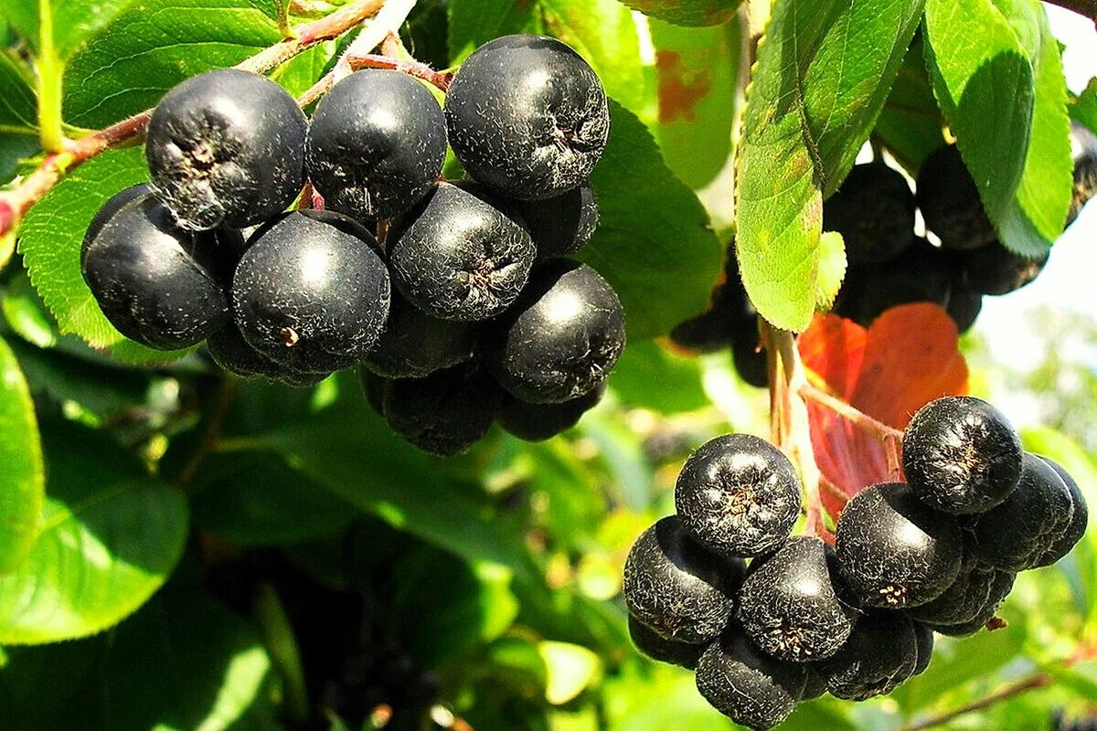 Черноплодная рябина арония. Арония черноплодная «хугин». Арония сливолистная. Арония черноплодная «неро». Черноплодная рябина 1.