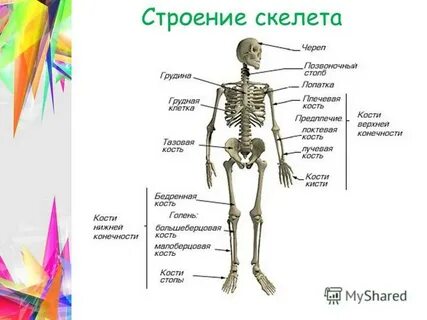 Основной скелет