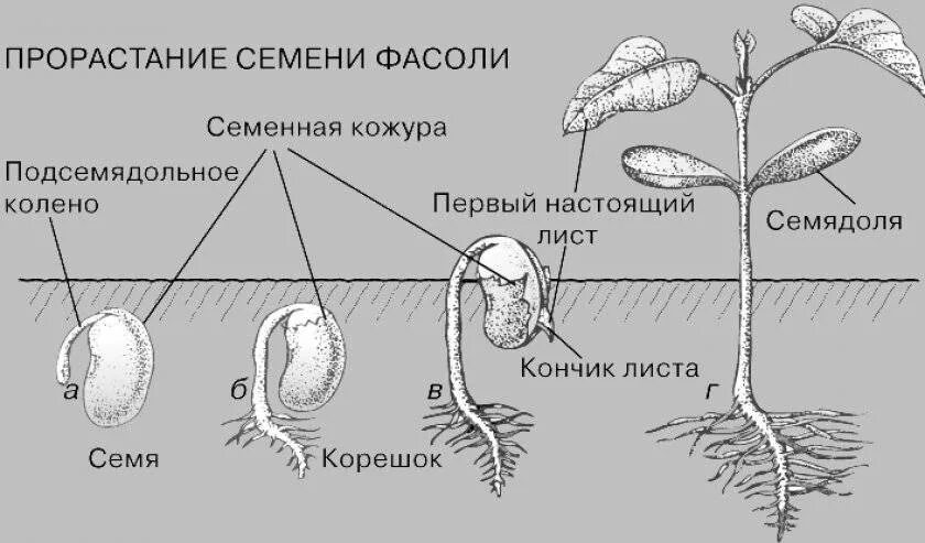 Главный корень зародыша развивается. Строение и прорастание семени фасоли. Стадии прорастания семян фасоли рисунок. Фазы прорастания семян фасоли. Строение проростка фасоли.