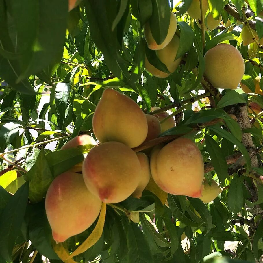 Peach tree