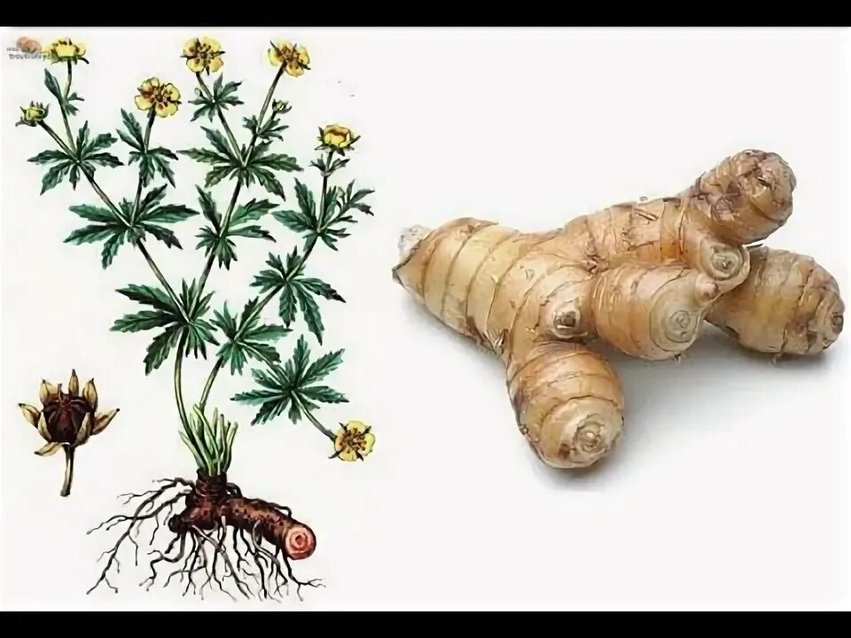 Галгант - YouTube