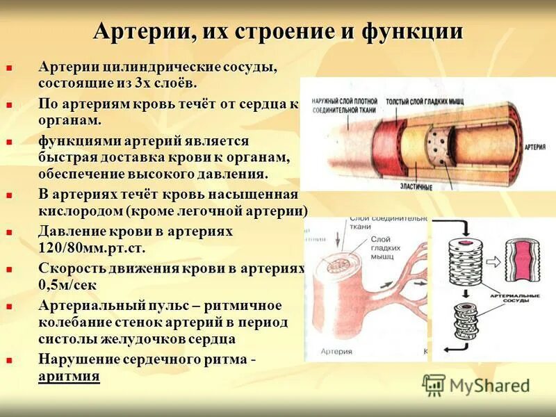 Кровеносные сосуды особенности строения и функции. Строение артерии. Особенности строения артерий. Артерии строение и функции.