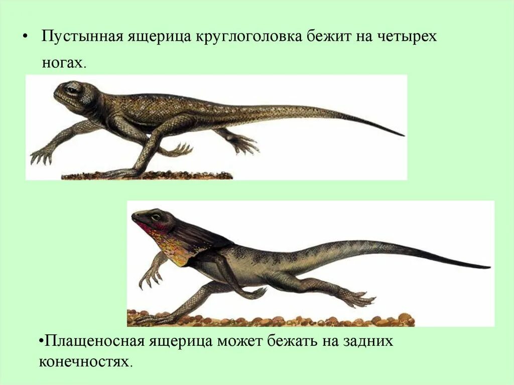 Своеобразный способ передвижения ящерицы. Способ передвижения ящерицы. Пресмыкающиеся движение. Органы движения пресмыкающие. Пресмыкающиеся передвижение.