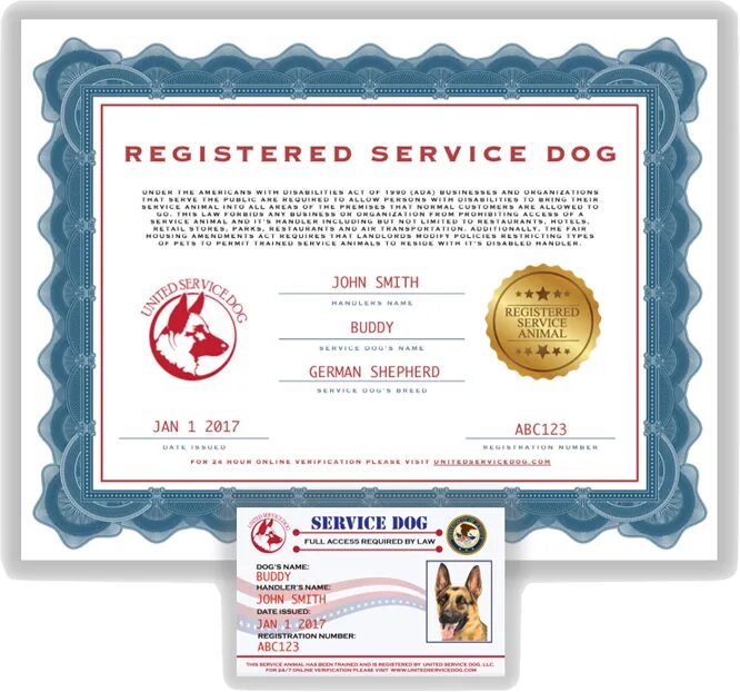 Certificate id. Service Dog document. Сервис дог сертификат. Сертификат на собаку. Buddy Dog сертификат соответствия.