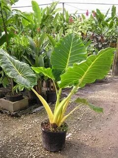 Plants company