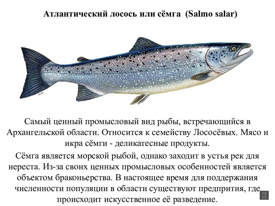 Атлантический лосось Salmo Salar. Семейство лососевых лосось Атлантический. Вид рыб семейства лососевых кумжа. Внешнее строение лососевых рыб.