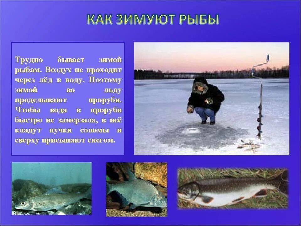 Почему рыбам не холодно в воде