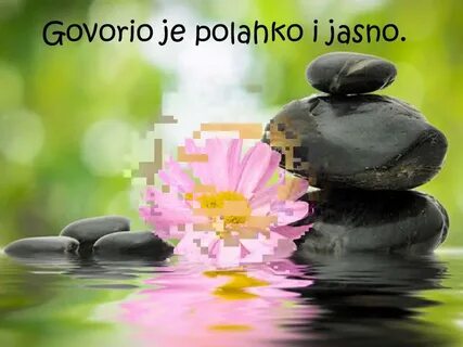 Каналы дзен цветы