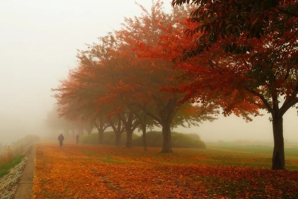 Осень в Koree. Осень любимое время года. Осень20.22. Межсезонье лето осень Китай.